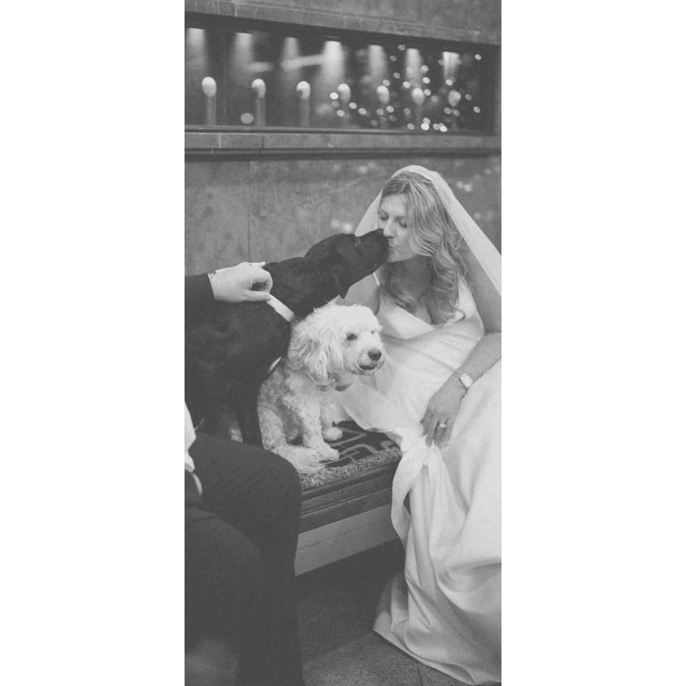Bride in white gown kissing a black dog, sitting next to a fluffy white dog indoors.