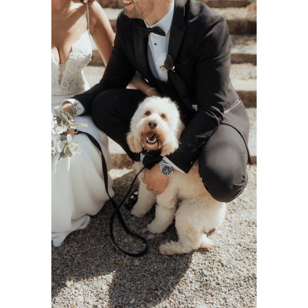 Bride and groom kneeling with a happy dog in a tuxedo harness.