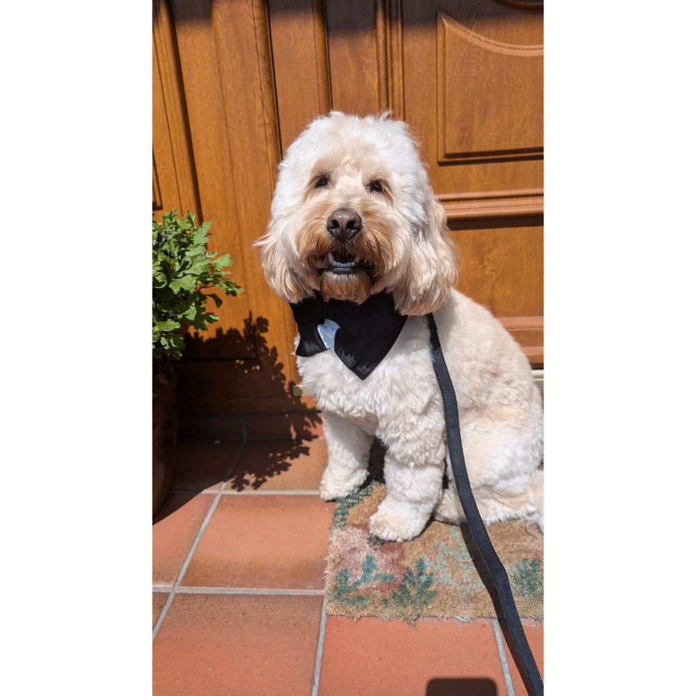 Fluffy dog wearing a black bandana sits on a tiled porch in front of a wooden door.