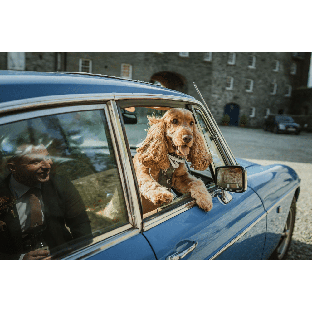 Dog leaning out of a blue car window with a man smiling inside.