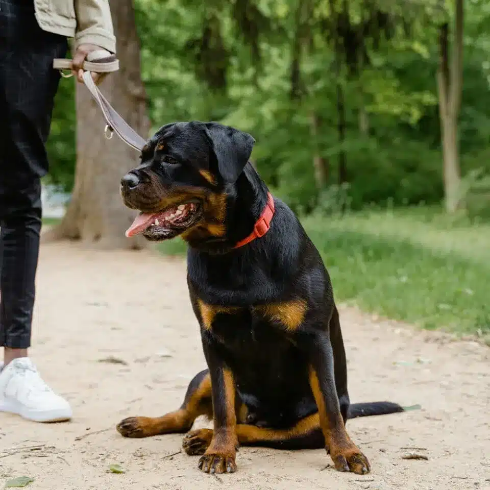 Pet Minding Services