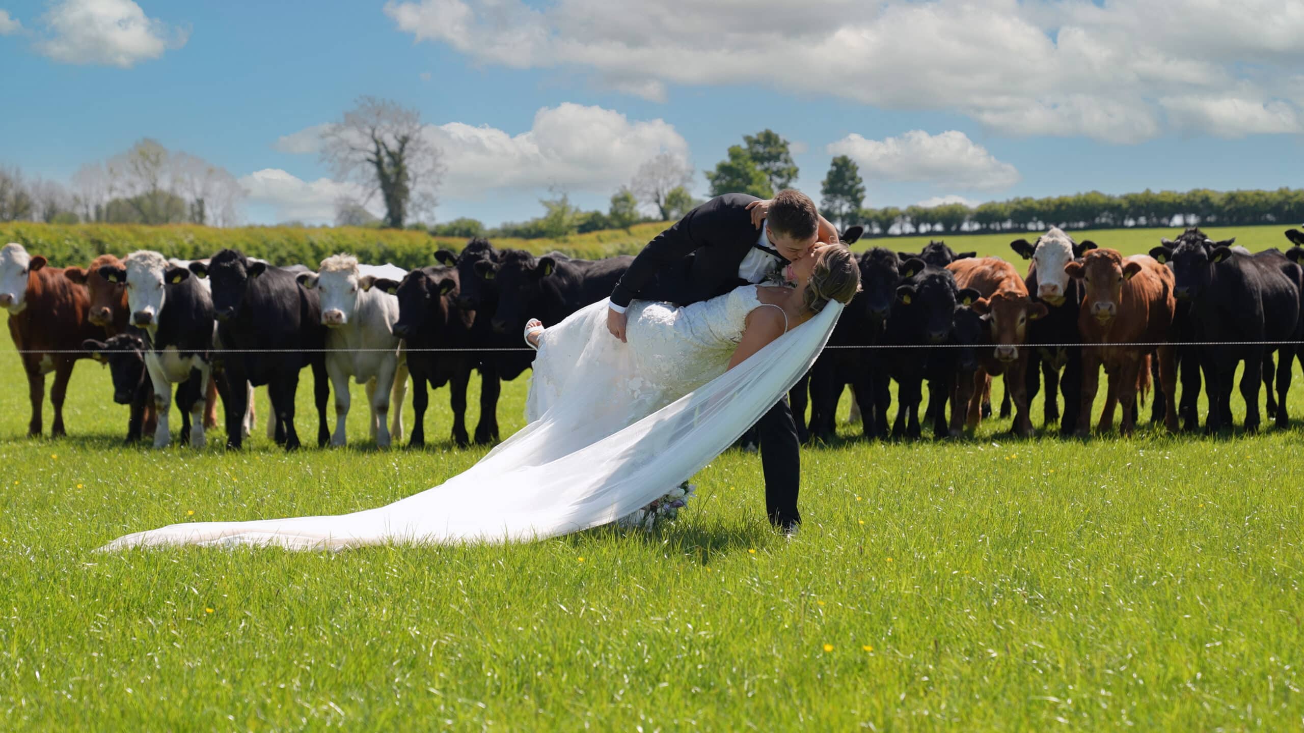 Bride and groom kissing in a field with cows watching in the background.
