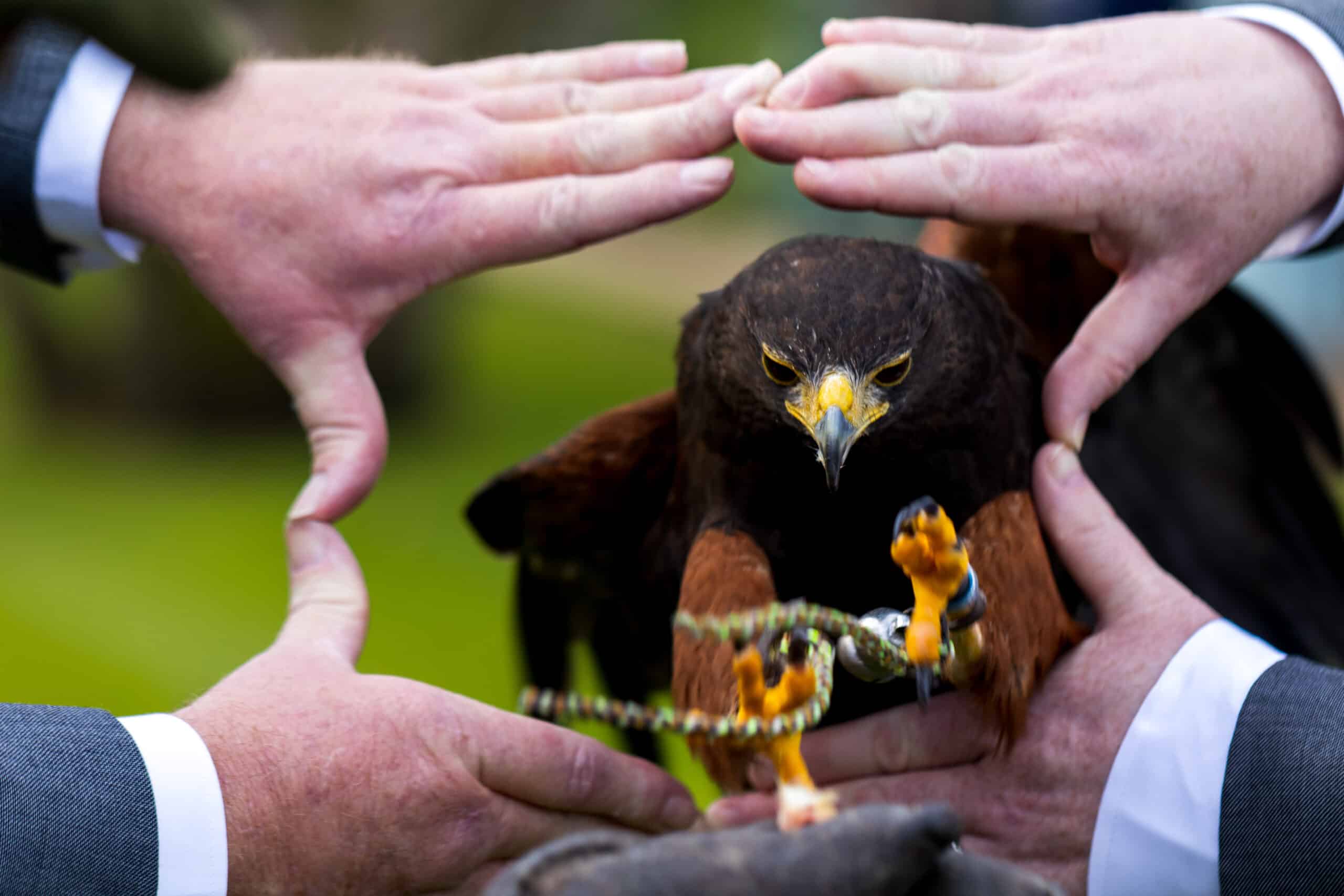 A Harris's hawk with a yellow beak and brown feathers, surrounded by hands in suits, is perched on a gloved hand.