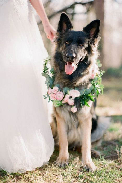 German Shepherd wearing floral garland beside a bride in a white dress.