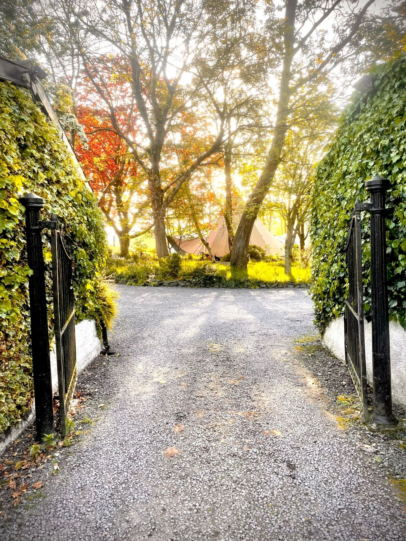 Sunlit gravel path between ivy-covered walls and trees with autumn foliage.